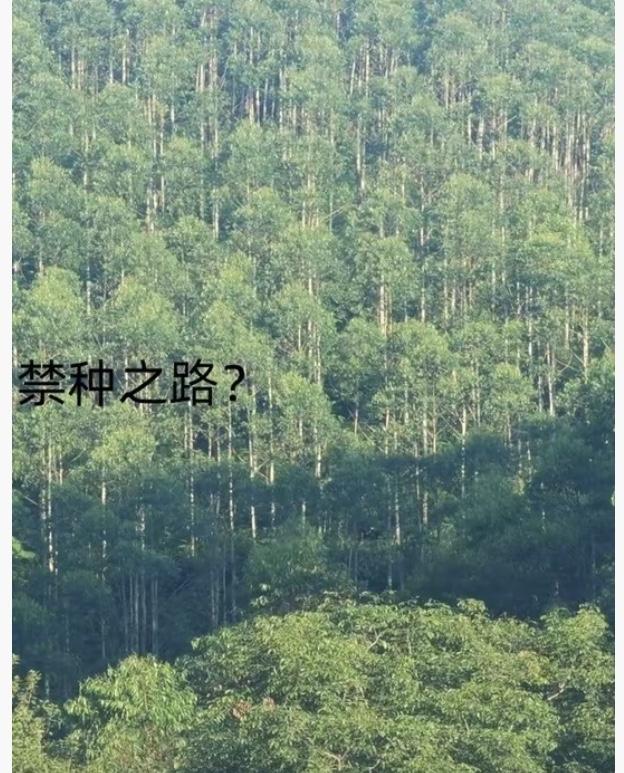 为什么日本、美国早就禁种桉树，中国却偏偏大面积种？不是傻，这背后全是现实考