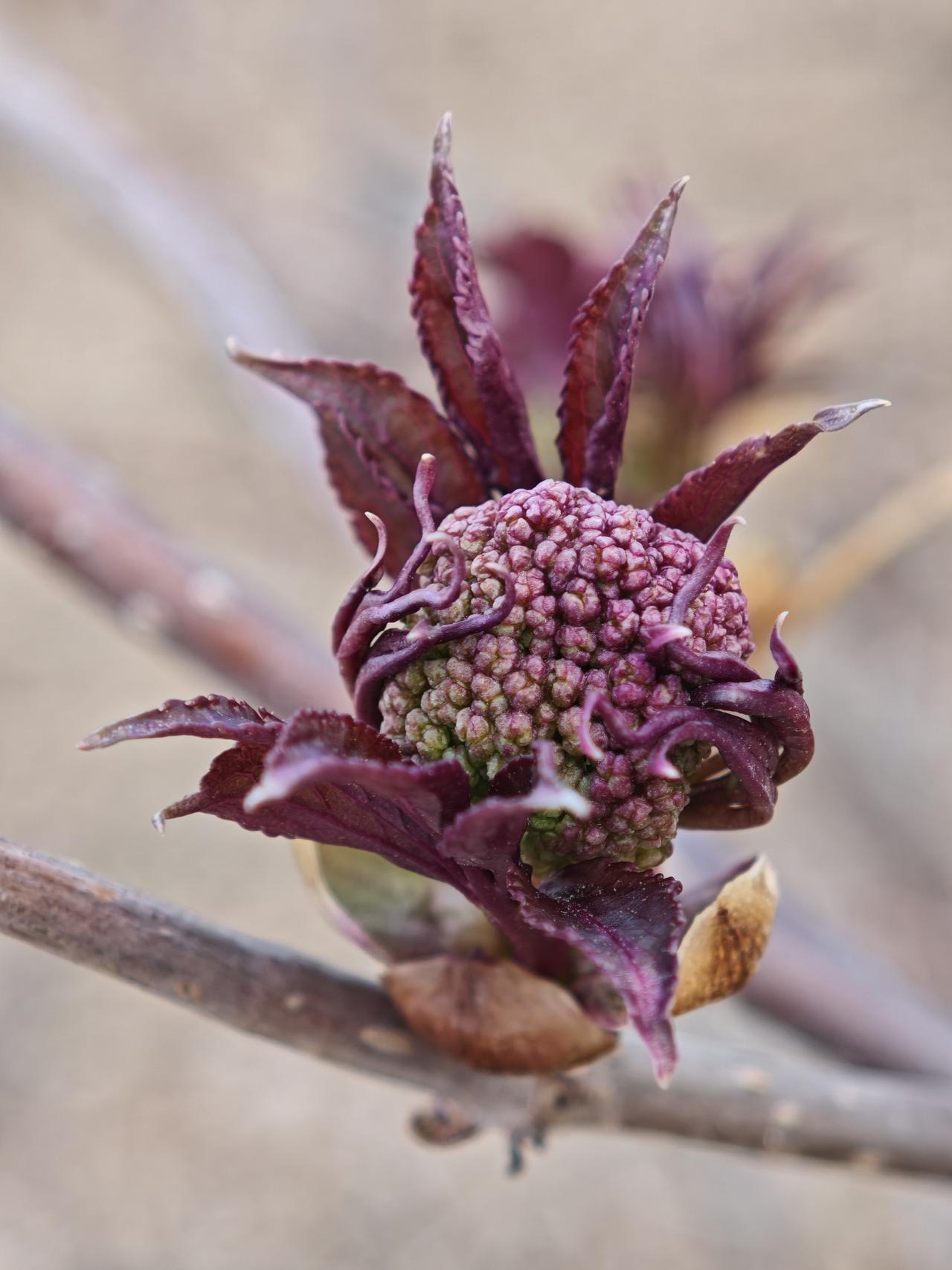 接骨木的花苞，日日都有新的变化。花苞周边的叶子，好似燃烧的火焰，在四周尽情舒展。