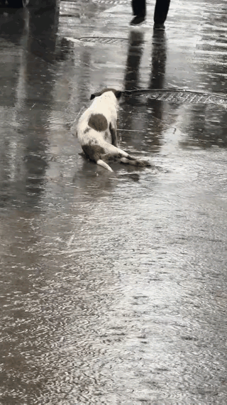 天哪！实在是太凄惨了，这天，一位小姐姐下班回家，可走到半路就下起了暴雨，于是她就