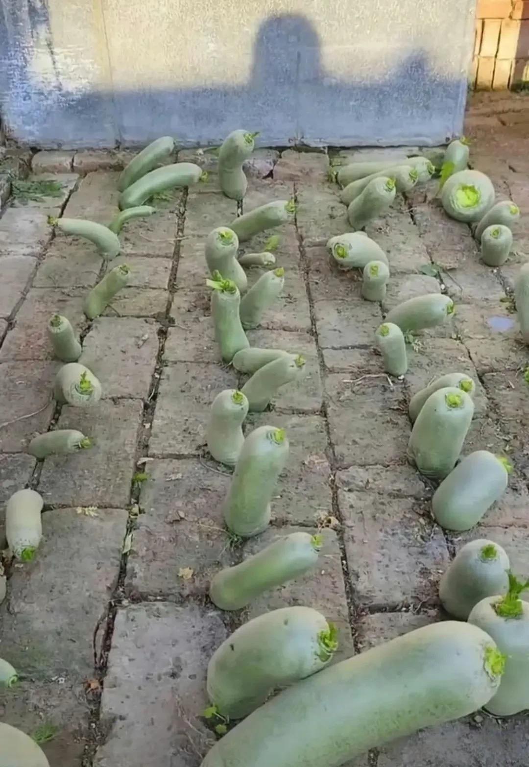 绝处逢生的精神