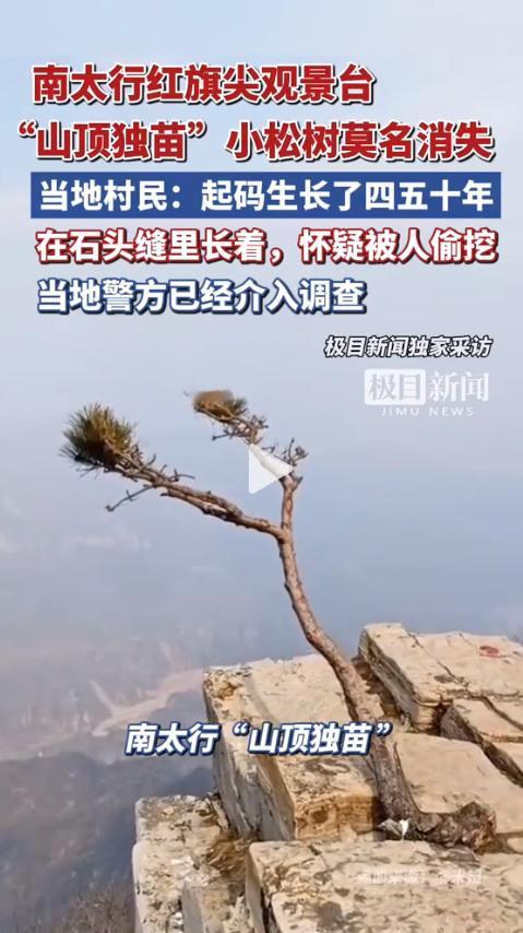 太缺德了！河南辉县，5月18日，红旗尖观景台上那棵在石缝里顽强活了近半个世纪的