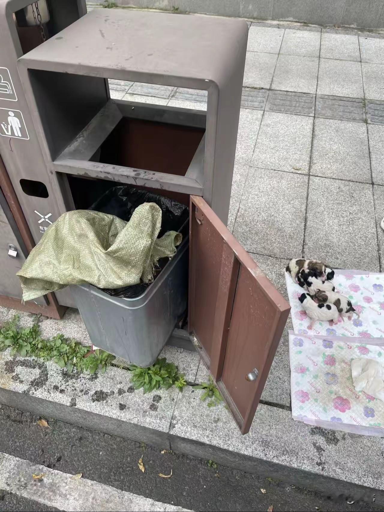 太坏了！这天一位小姐姐去晨跑，结果跑到一个垃圾桶附近，突然听到有小奶狗的声音，好