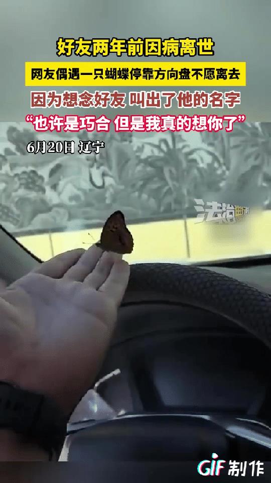 “真有这么神奇吗？”辽宁一男子开车回家，一只蝴蝶停在了方向盘上久久不愿离去，怎么