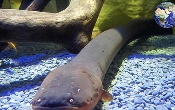 亚马逊流域，一条电鳗被垂钓者钩住了，这位钓友见多识广，压根就不敢把这家伙给提上来