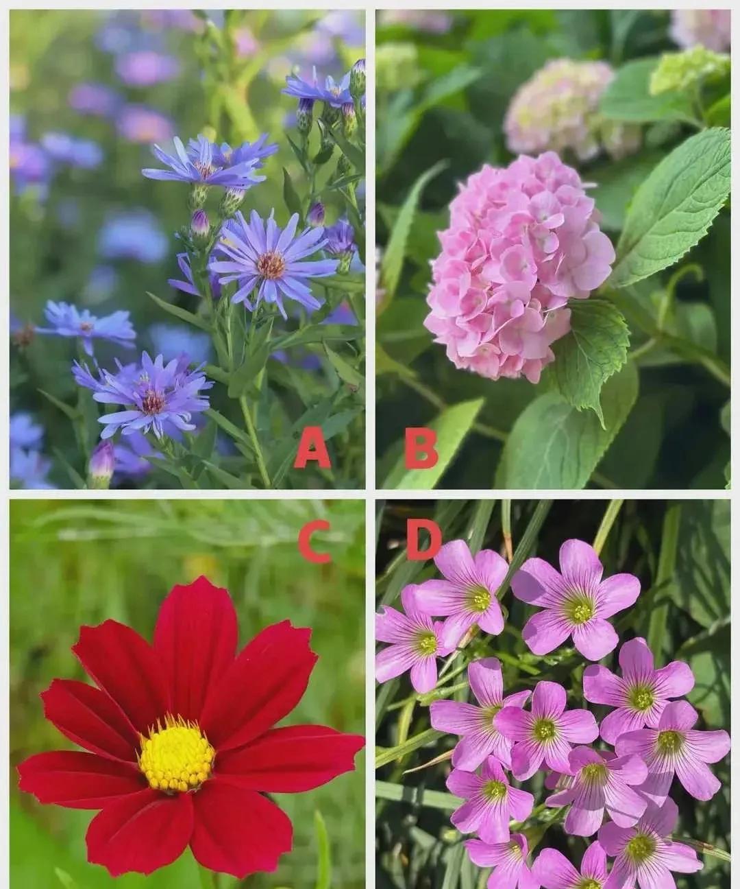心理测试:选择一个你喜欢的花草，测测你命中是多金还是缺钱？