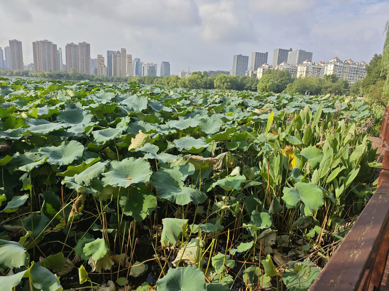 阿里云推理芯片布局：寒武纪合作与渐进式替代路径在云计算市场竞争日益激烈的背景