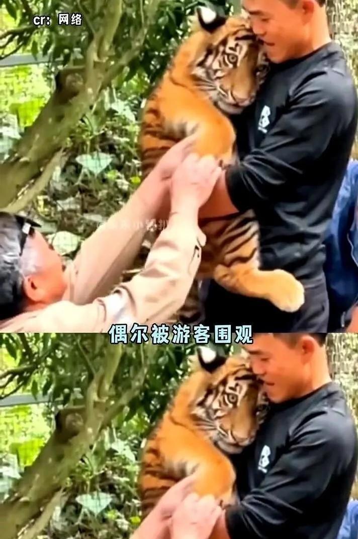 近日，在上海动物园那间充斥着消毒水味的育幼室里，一只出生不久、巴掌大小的华南虎幼