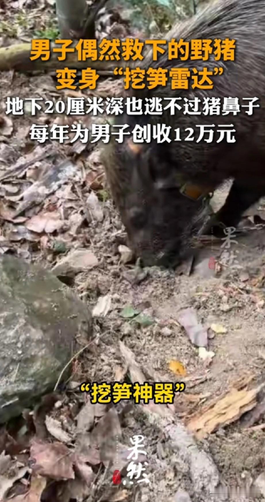 浙江一男子救的一头野猪，现在成了“挖笋神器”。他是偶然救了一只从悬崖摔下来的野猪