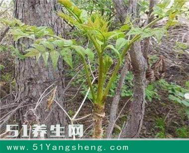 有一种不起眼的野菜 别以为很普通 大部分人都不知它全身都是宝
