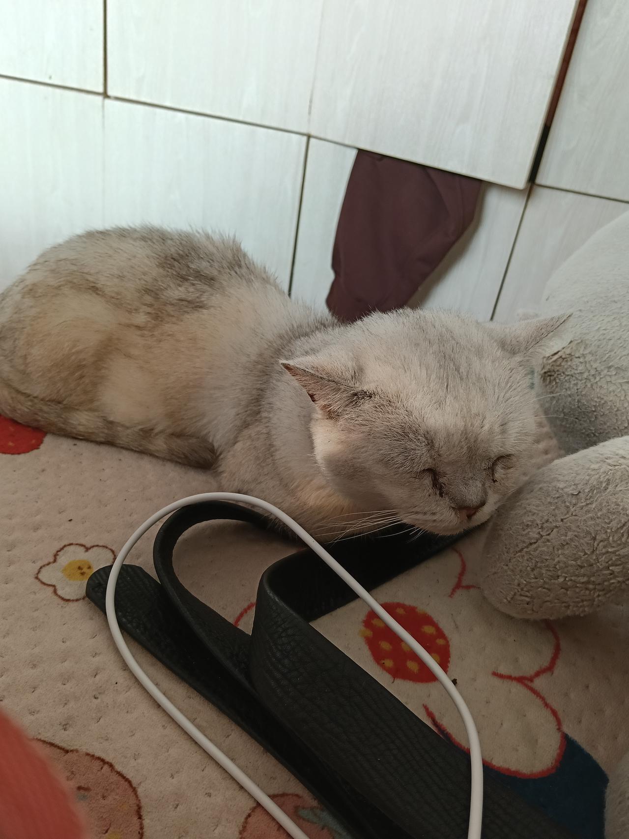 这是吃饱后，又趴着睡熟了。早上起得晚了些，小家伙饿坏了，见我醒了便一直“喵喵喵”