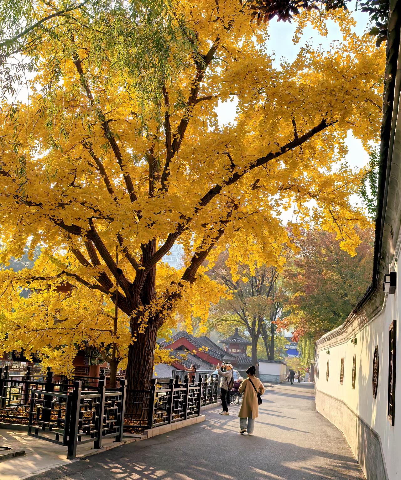 你最喜欢的一张公园景色照片紫竹院公园一撇