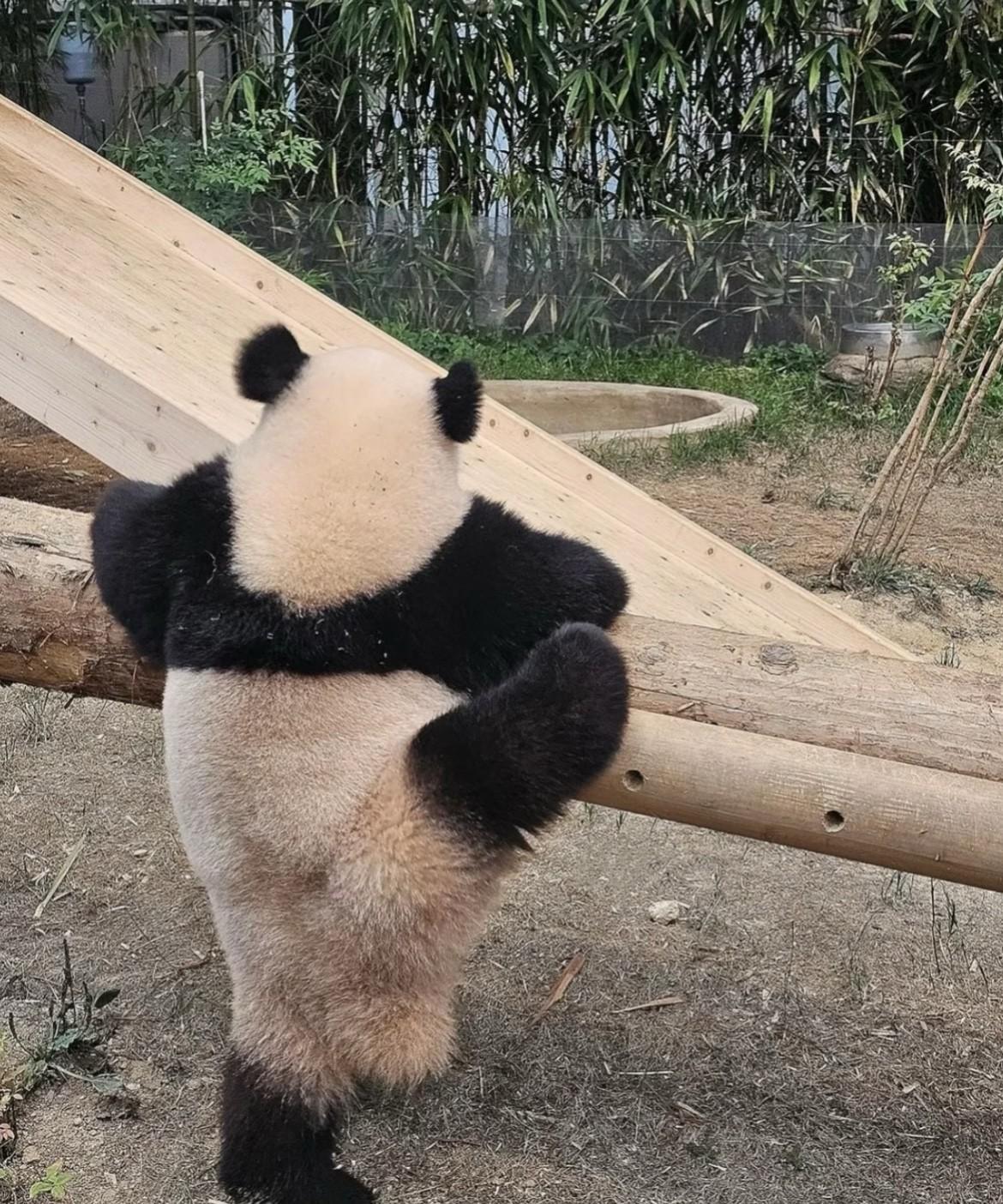 必须隆重安利我家大熊猫睿宝！这小熊熊把“松弛感”直接焊在身上了，走哪儿都拽拽的