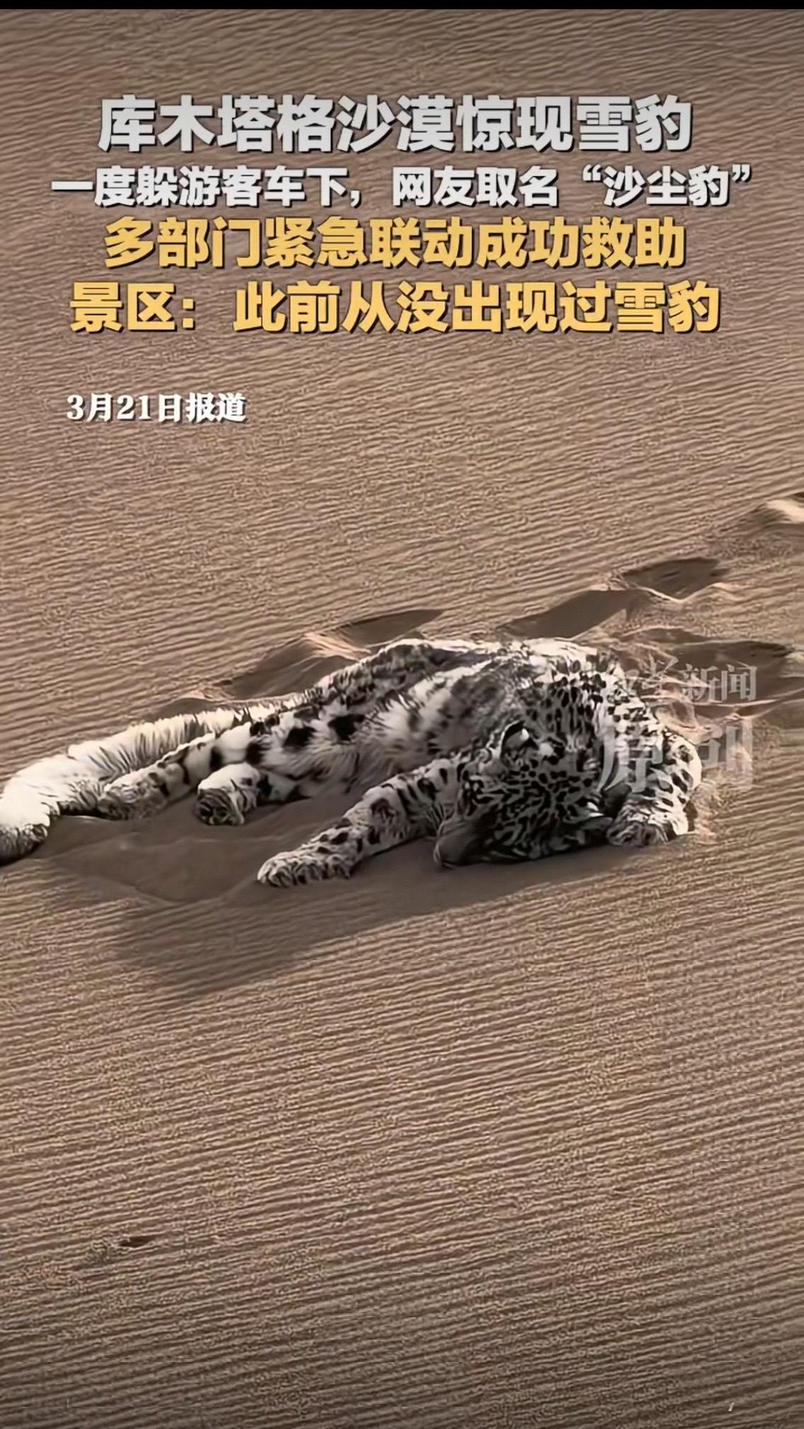 沙漠惊现“沙尘豹”！雪豹闯库木塔格腹地，全网泪奔：这趟迷路太让人心疼3月2