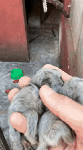 好家伙！这玩意儿长着一张人脸，难怪《山海经》直接把它归到人属里了！这颜值放异