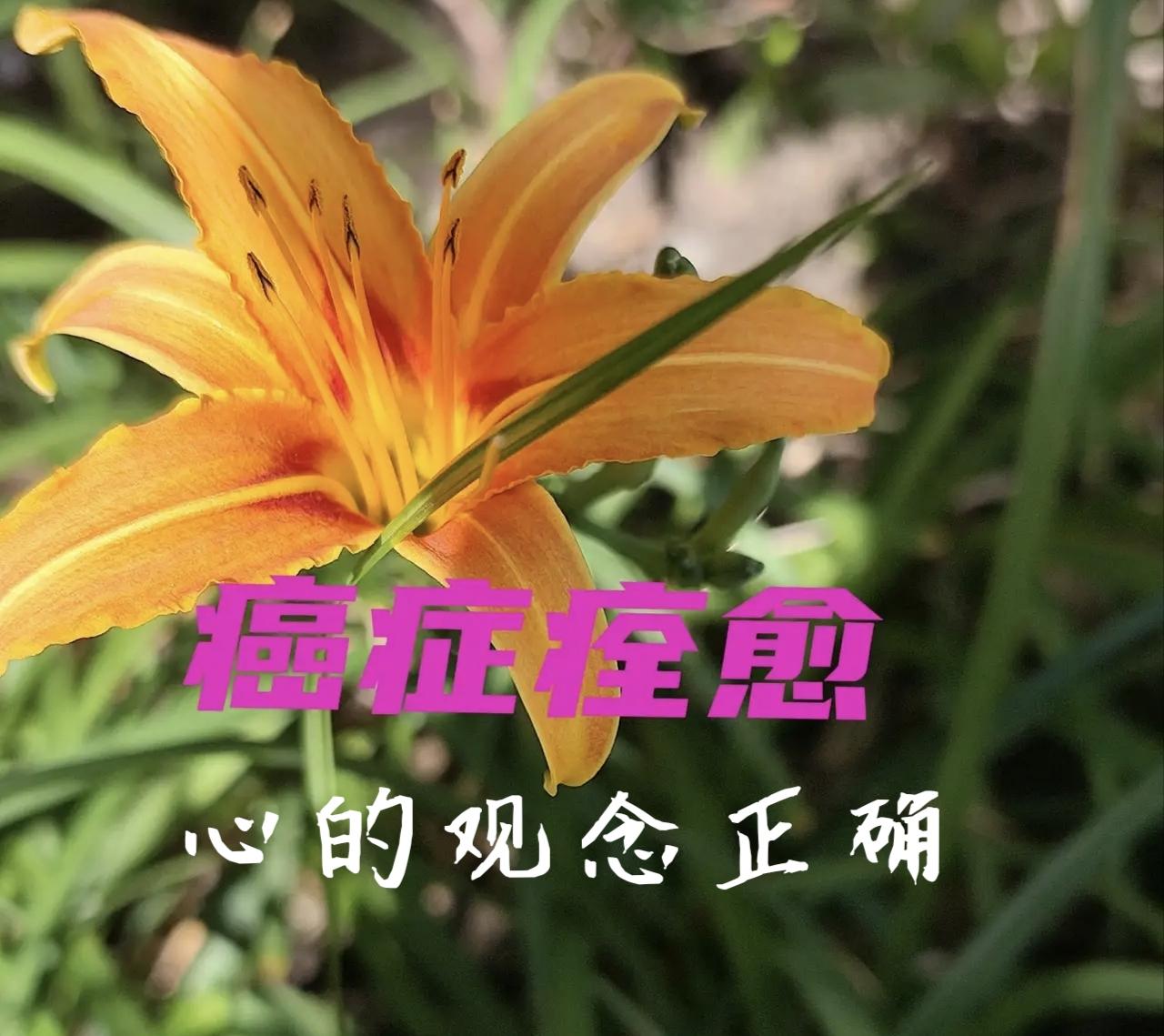 低成本防癌良方诱导变异细胞凋亡。💕请务必在中医师指导下采纳！我这里只是做一