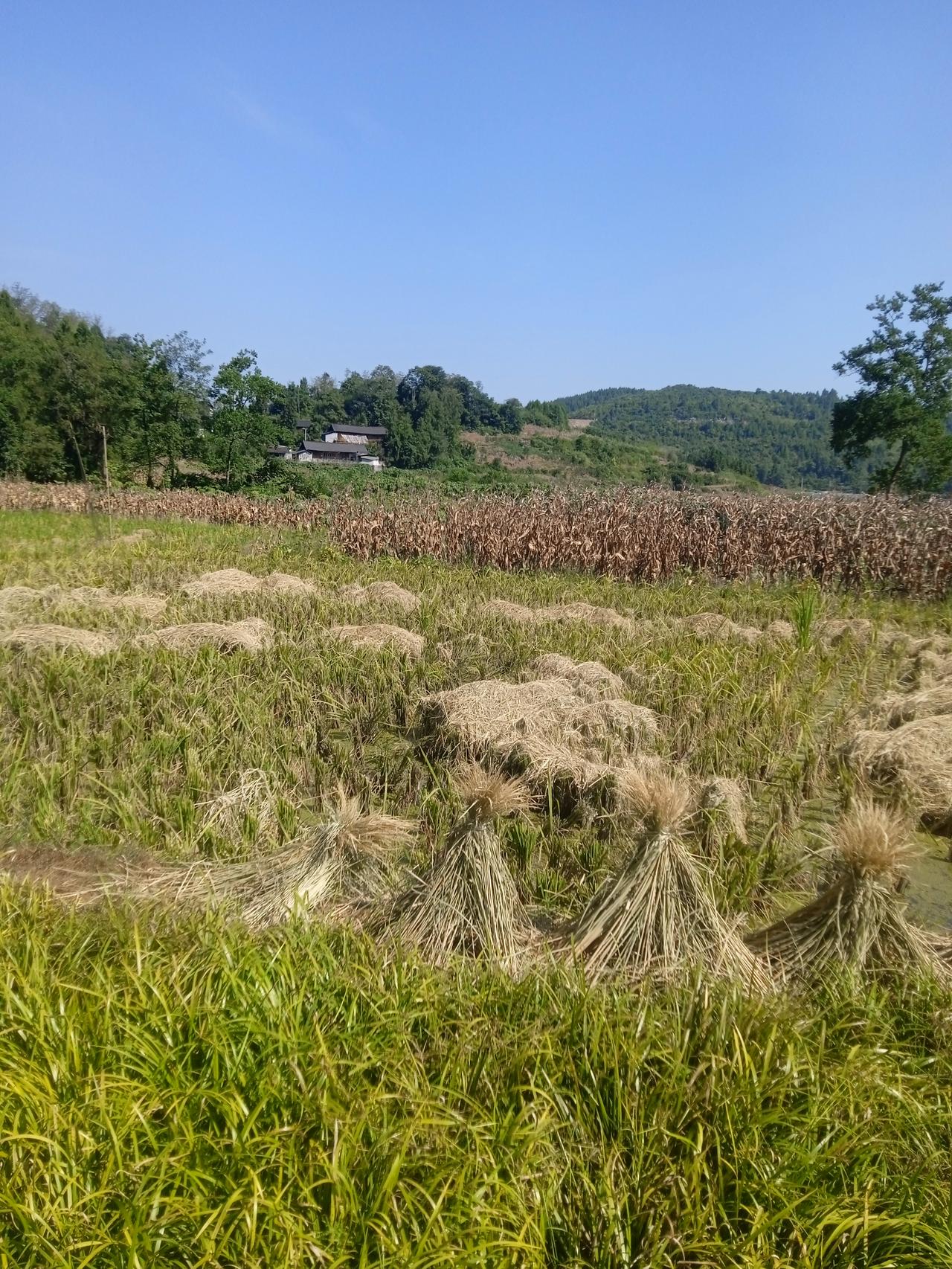 “只有社区医院永远缺人，进三甲大医院比考985还难。”我堂哥因为心脏病到市医院