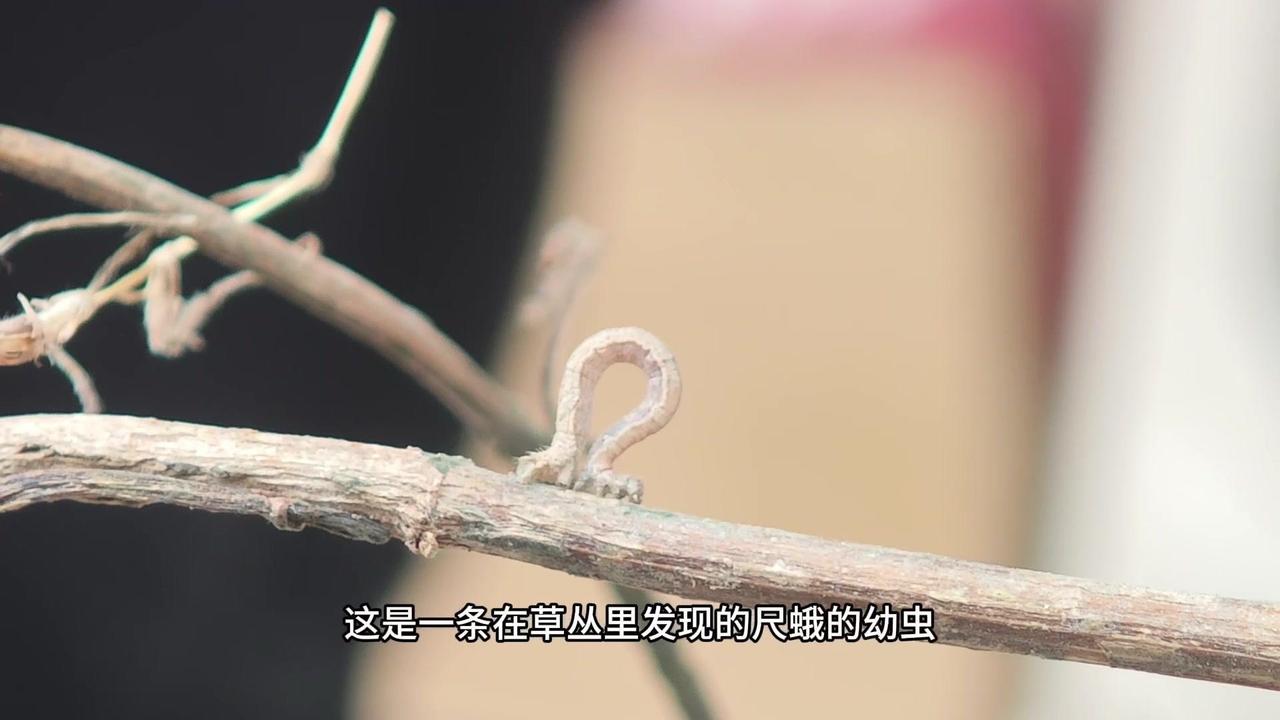 🦋草丛里的尺蛾幼虫，像极了细胞里的驱动蛋白！这是一条在草丛里发现的尺蛾的幼