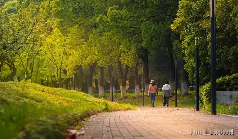 每天抽点时间散步，是为身心进行的一次高效投资。它不像剧烈运动那样令人望而生畏