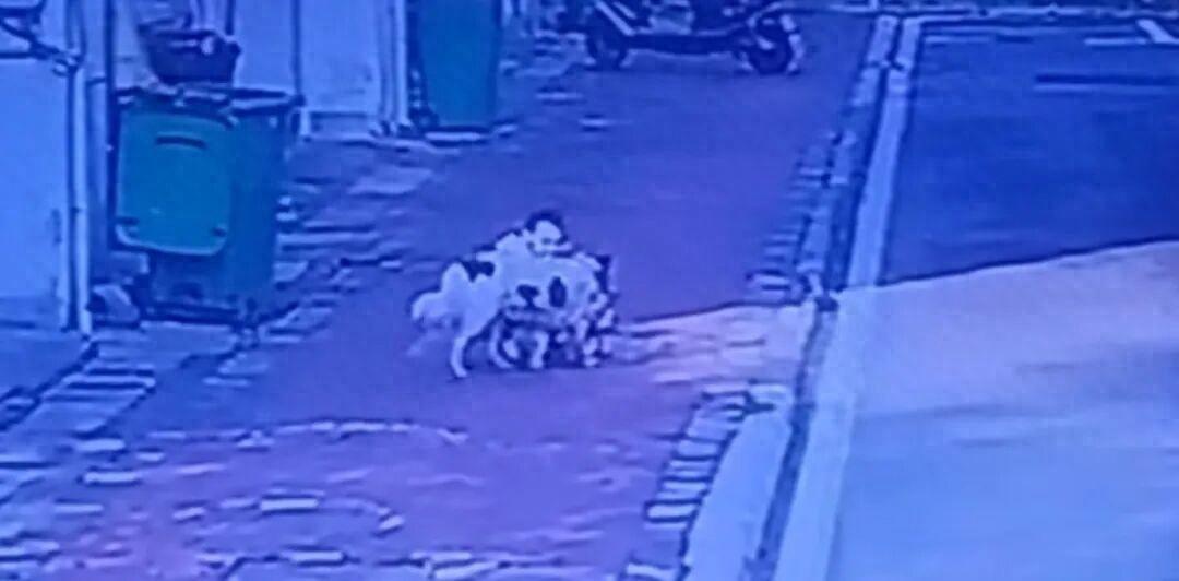 太吓人了！湖南株洲沿河三村，一条恶犬在几小时内疯狂袭击3人，92岁的老太太和8岁