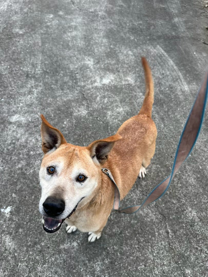 邻居家的狗狗，被亲戚收养后每天都有在他家院子跟后面大花园的自由时间，但今天他们门