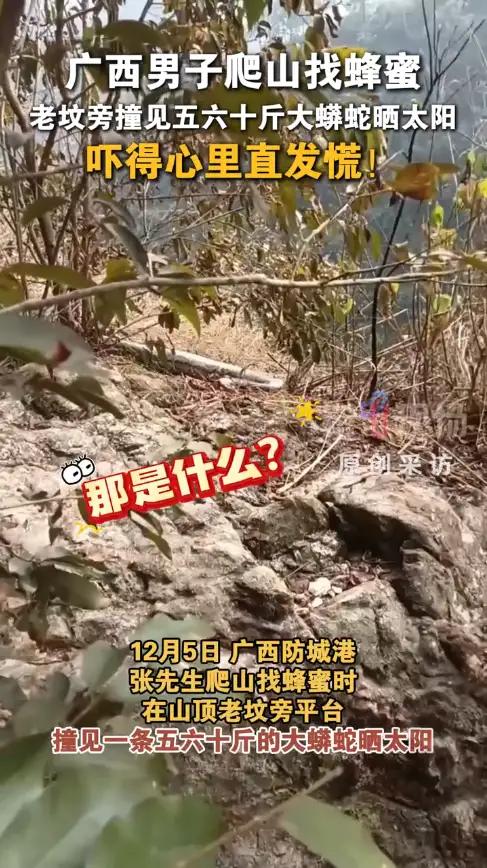 广西城防港一农民上山寻蜜偶巨蟒晒太阳真是吓破胆！广西城防港有位老哥上山寻蜜，