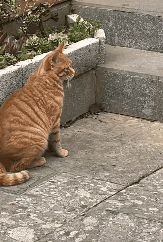 一只橘猫守着一只老鼠暂时不想取它的性命，准备戏弄一番再吃下这顿美餐。老鼠无路可逃
