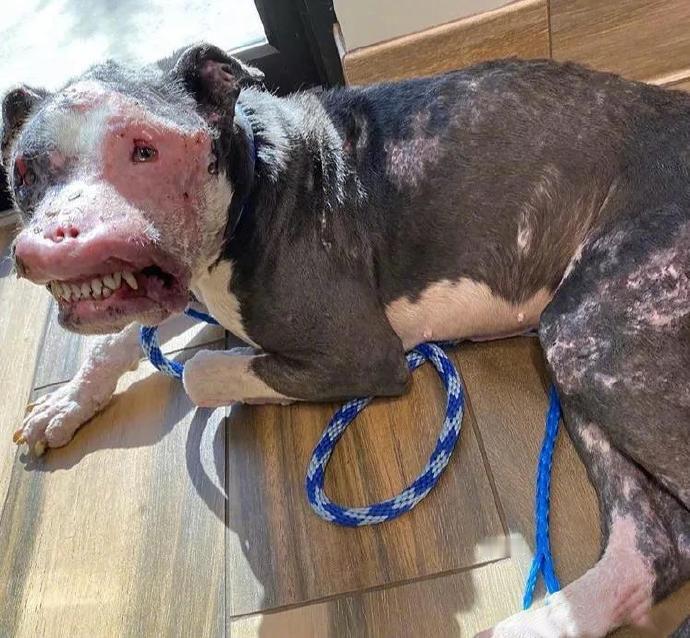 这只狗子被邻居发现时已经奄奄一息，脸部及身体烧伤，找不到狗主人的任何信息。这位邻