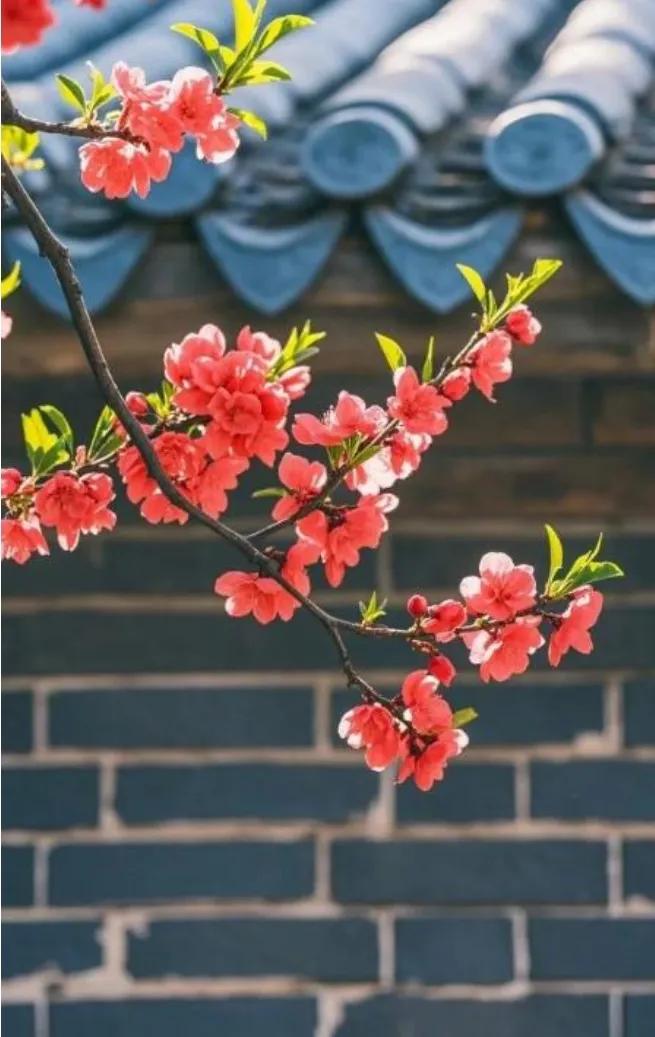 不怪红杏爱出墙，皆因院内少阳光，若是园中光景好，………请友续句………？
