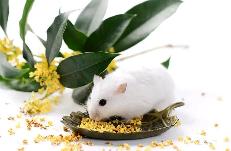 6月份哪些生肖财运亨通，桃花旺盛？六月，好运降临！这个月，财神爷似乎格外