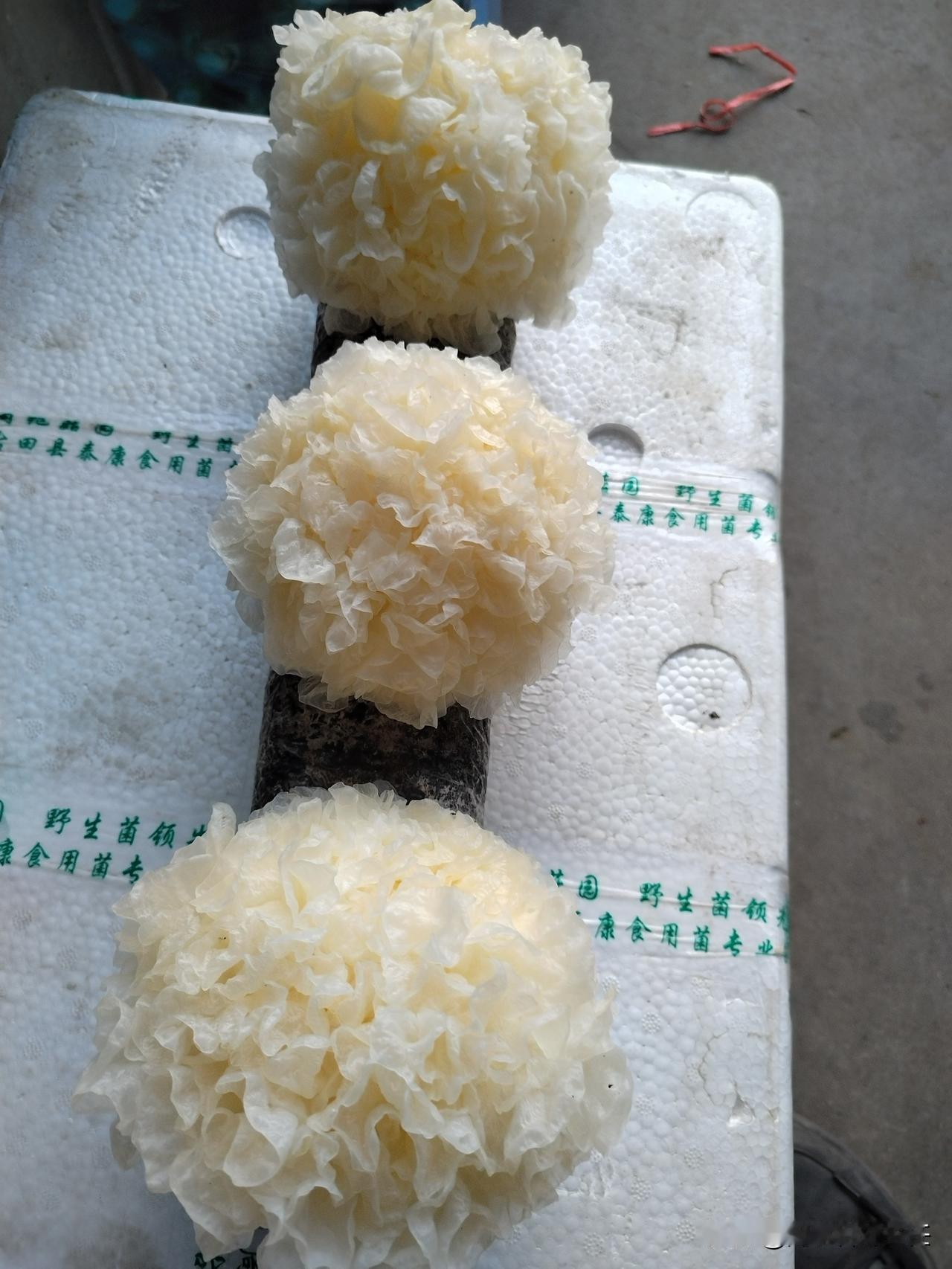 不懂就问:这玩意是怎么培育的？是在下面的土棒子上放种子还是栽苗子？一根三朵发