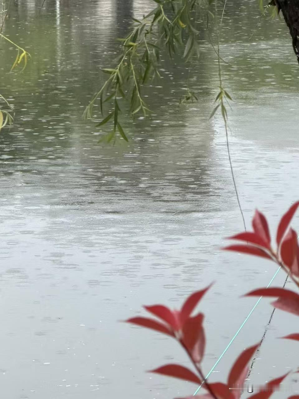 浅夏几树莺呼早，山云湖影中。蔷花新过雨，老柳久知风。杳杳烟波客，茕茕南北