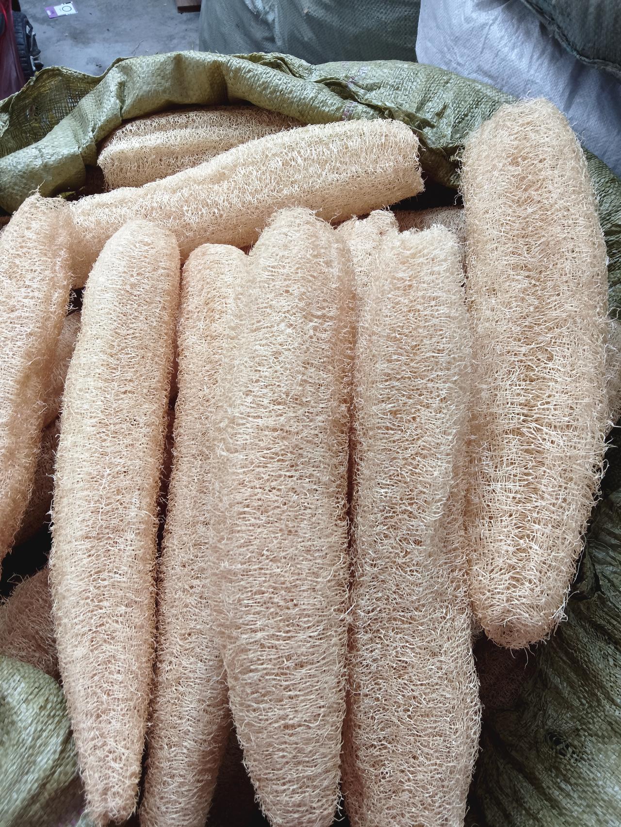 丝瓜络能用来做什么?丝瓜是夏天很常见的一种瓜菜，它属可葫芦科。它的适应性很强