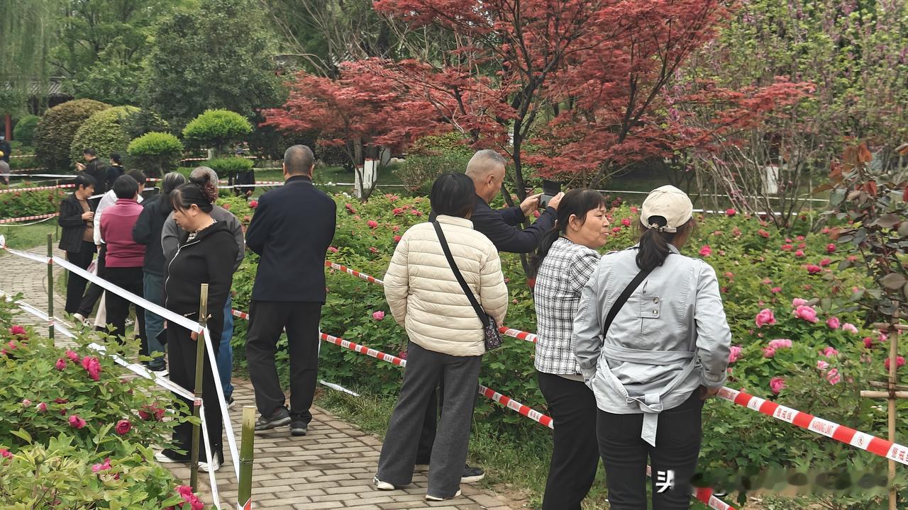 吃喝玩乐在渭南渭南本地事渭南这两天，渭南朝阳公园的牡丹开得正盛，层层花瓣像打