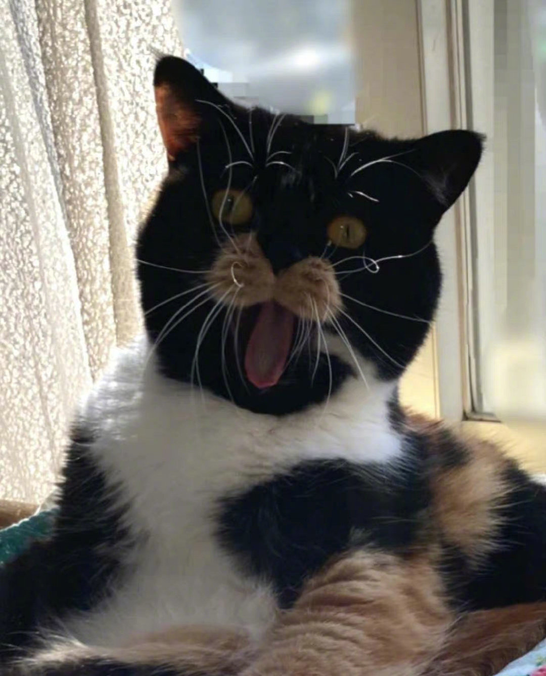 这个三花长得有点意思！！！[doge][doge]