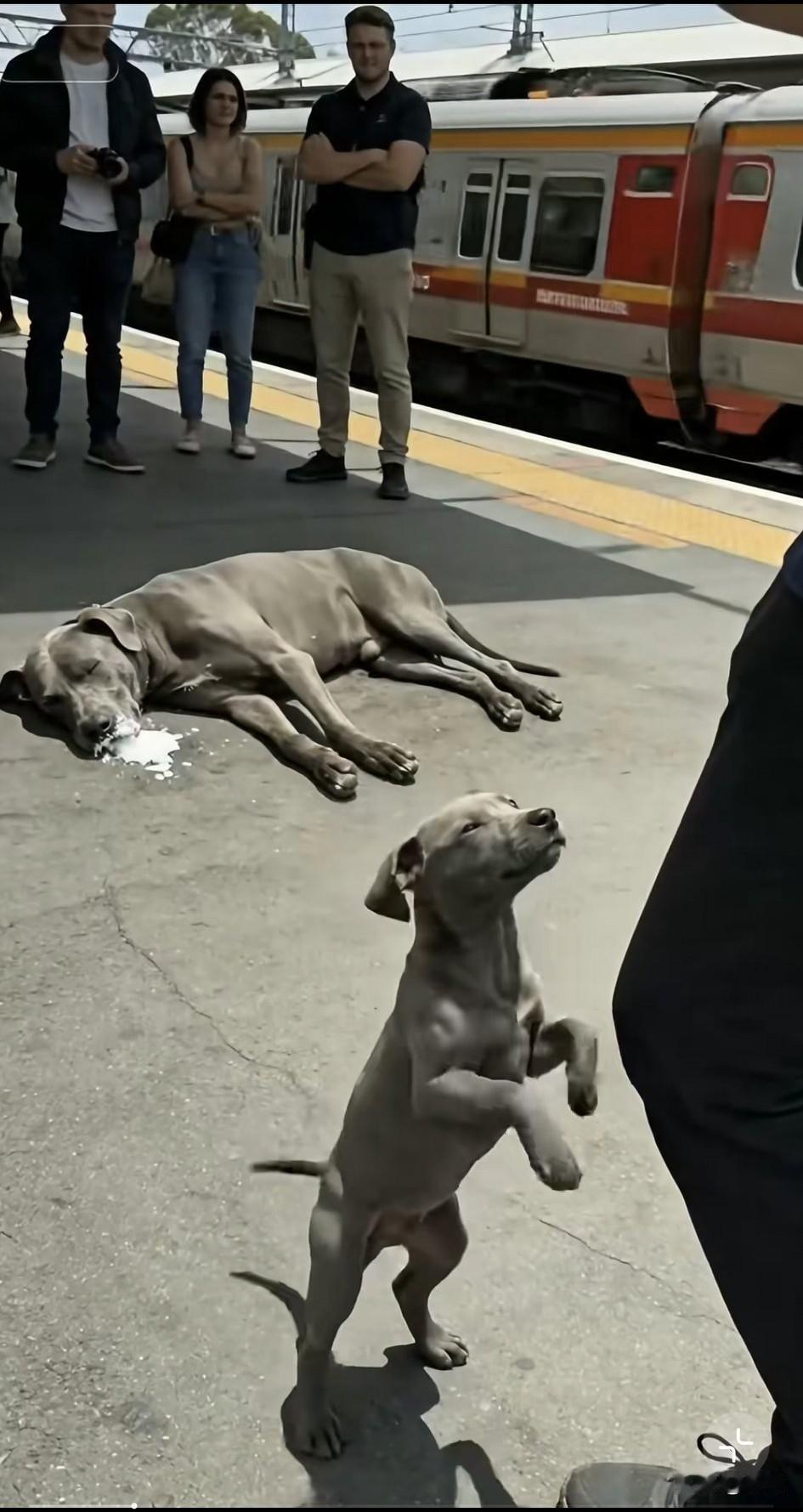 泪目了！这天一位大哥刚下火车，结果刚下月台看到了许多人围在那里，于是他也上前查看