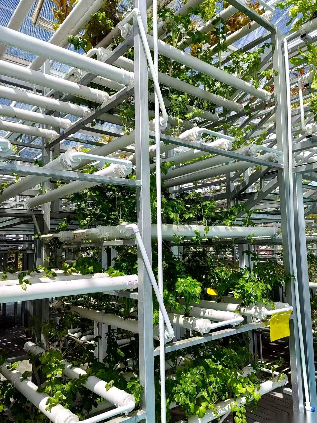 一个大厂程序员，辞职报告一交，转身就扎进了个陌生的局。一个6位数的智慧农业项目