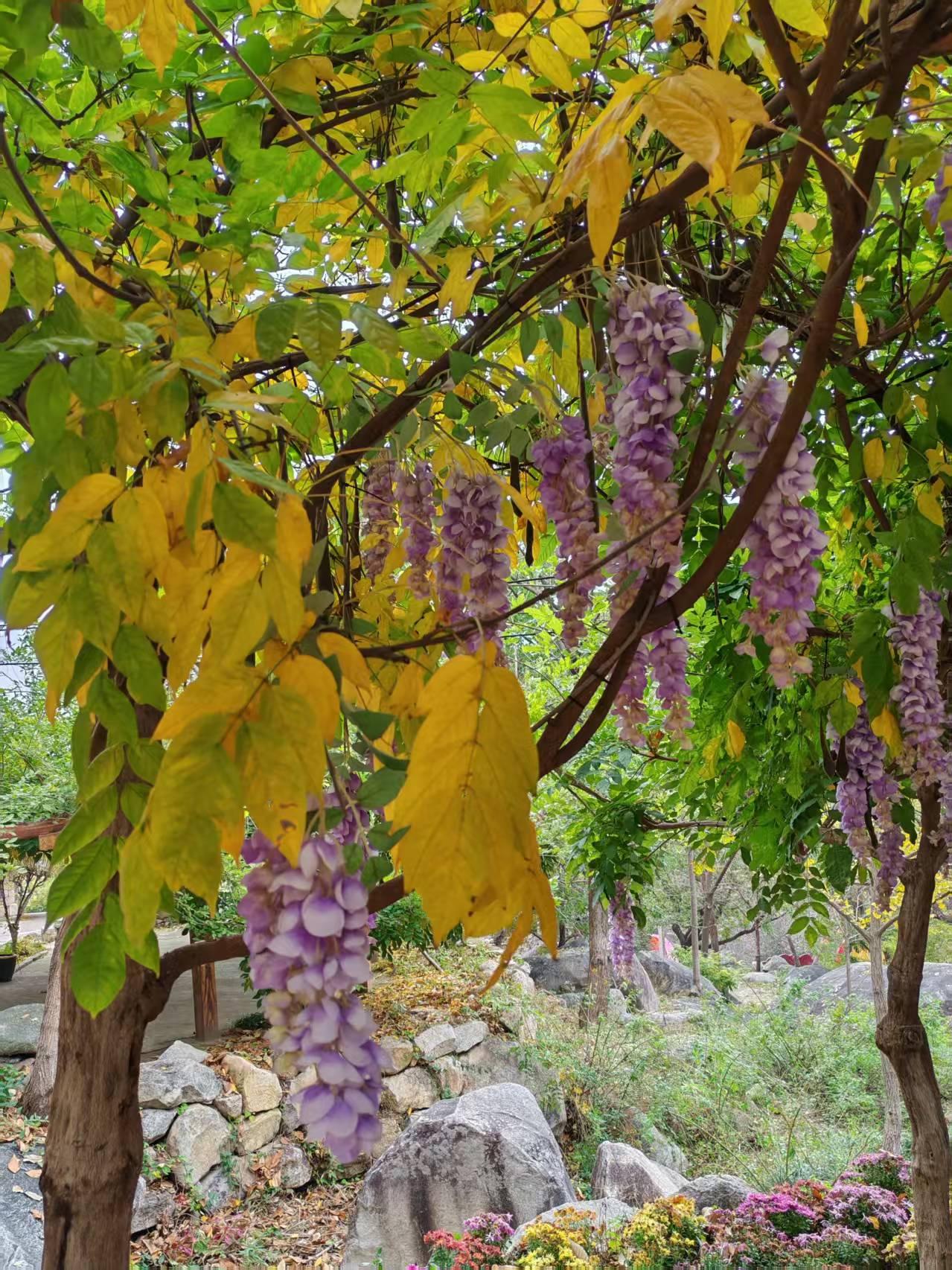 职称改革，还是倾向农村教师，城镇教师谁来关心？县城教师是最悲催的一波，没有市里教
