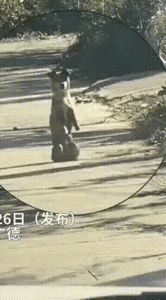 谁懂啊！安徽这只汪星人直接把“灵性”焊在了骨子里！开车遇到