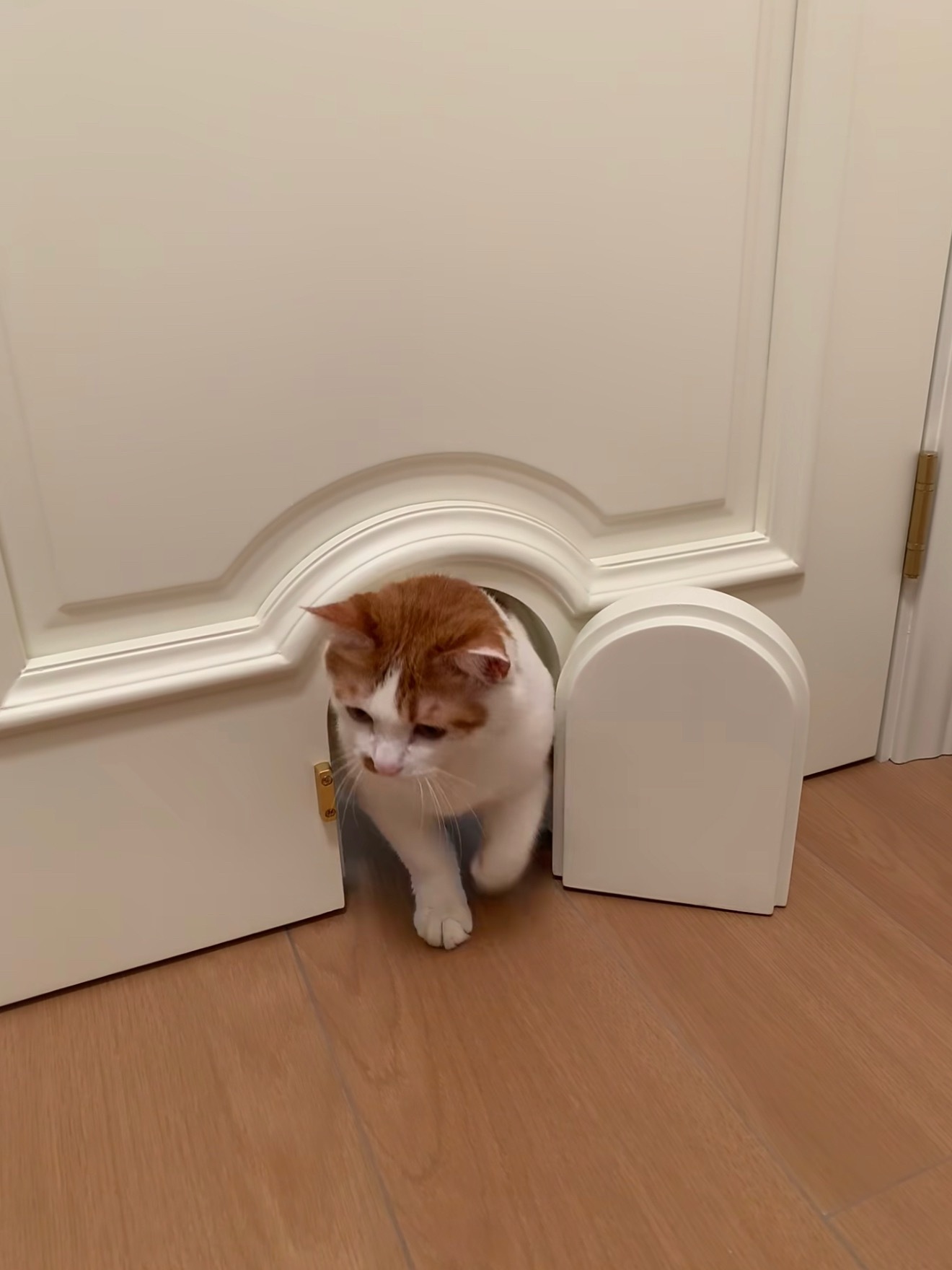 给毛孩子做的猫门～🐱