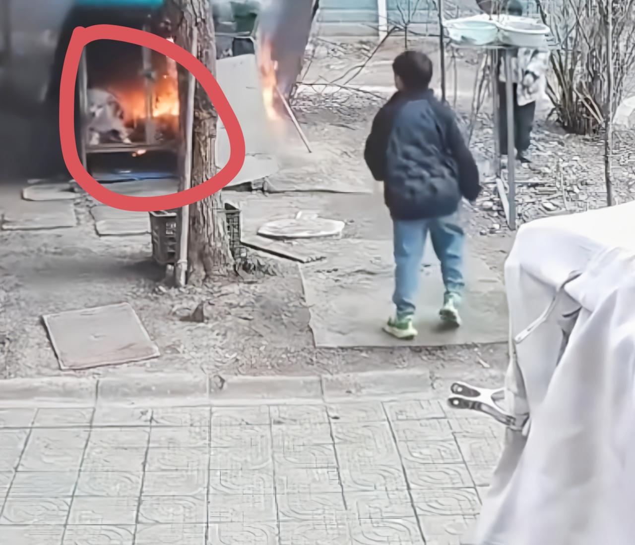 江苏，俩男孩玩火焚狗，家长想6千私了：1、点火的两个男孩，一个10岁一个11