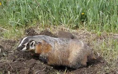 六十年代，獾子皮可是车老板子的“心头好”，獾子皮往车辕子上一铺，不光暖和还不得痔