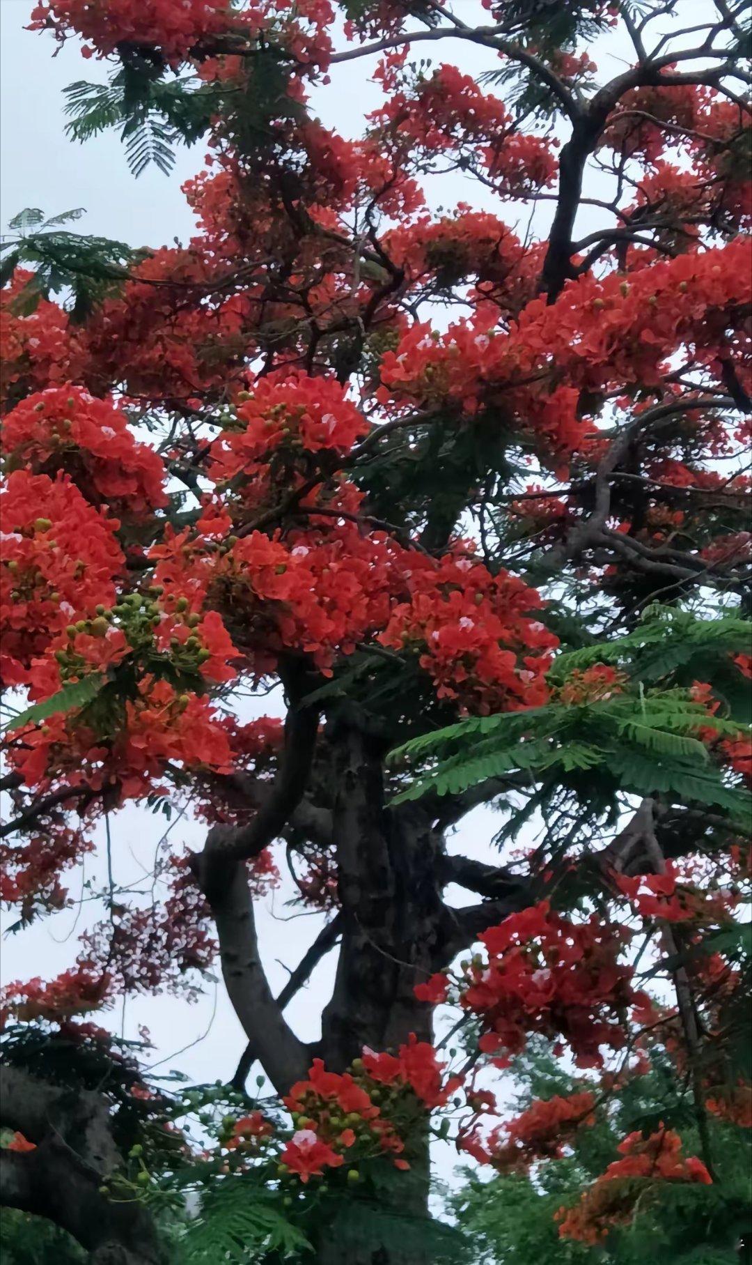 明日行情预判及操作思路核心结论：节后首日看震荡，科技（半导体/AI