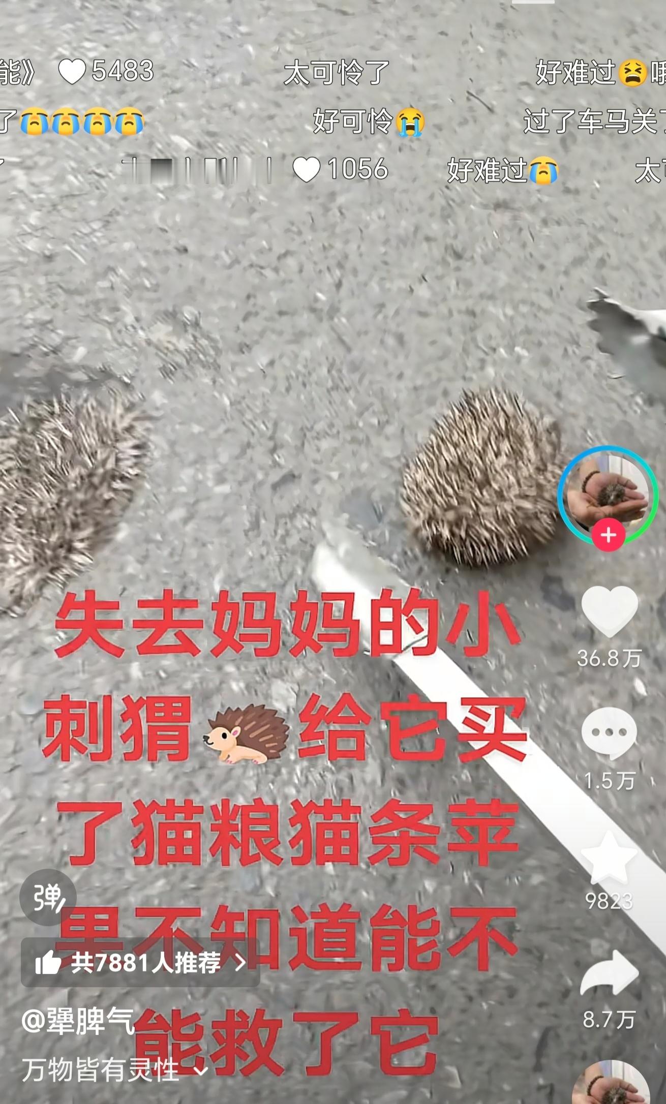 这个小刺猬的妈妈被车子压死了，博主路过捡了它带回去养话说，原来刺猬长得这么可爱啊