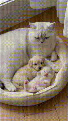 心都化了！猫妈妈竟把小狗和小猫一起搂怀里养，画面暖到骨子里谁能拒绝这样的神