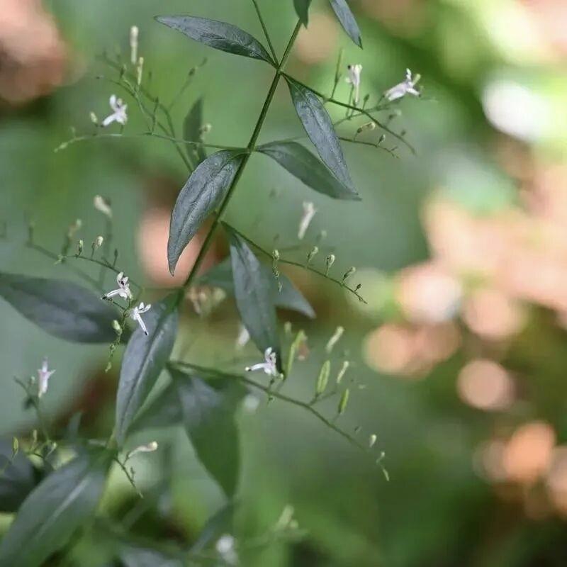 今年冬天的不同今年与往年不同的就是温度特别低。最低达到了零下13度。也还不是一天