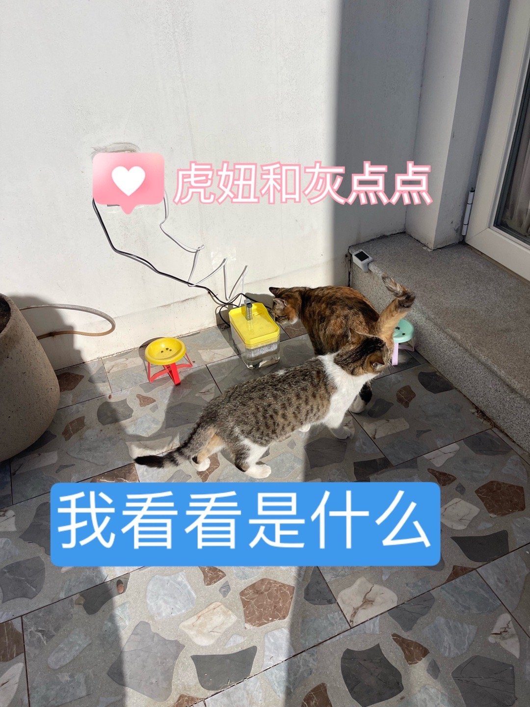 我的花园我的猫猫咪真的特别聪明，而且捧场。装上了不会冻上的恒温过滤饮水机，终于