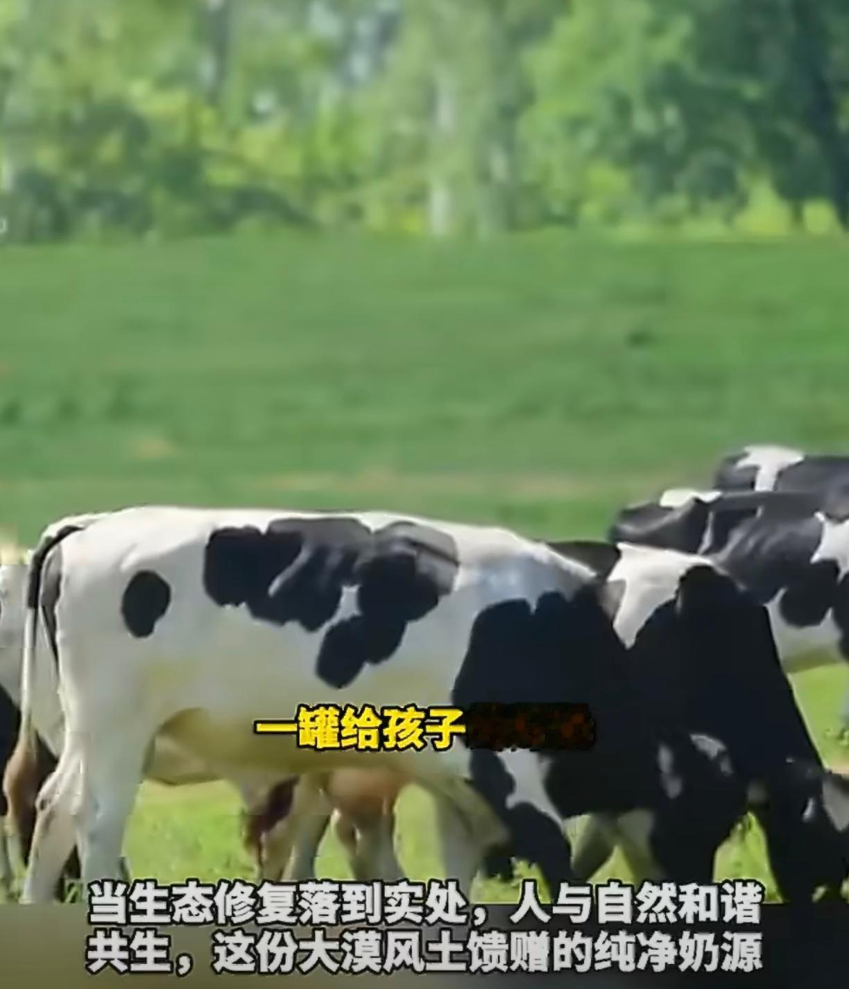 奶牛的快乐老家竟在沙漠有机奶粉终于卷配方了刷新了我对牧场的认知。很多人觉得荒漠就