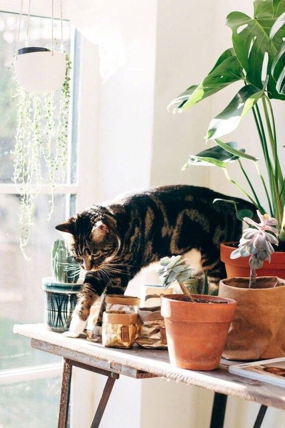 追寻美好人生的态度有三个特质：温柔的态度，理想的怀抱和浪漫的情怀。——林清玄