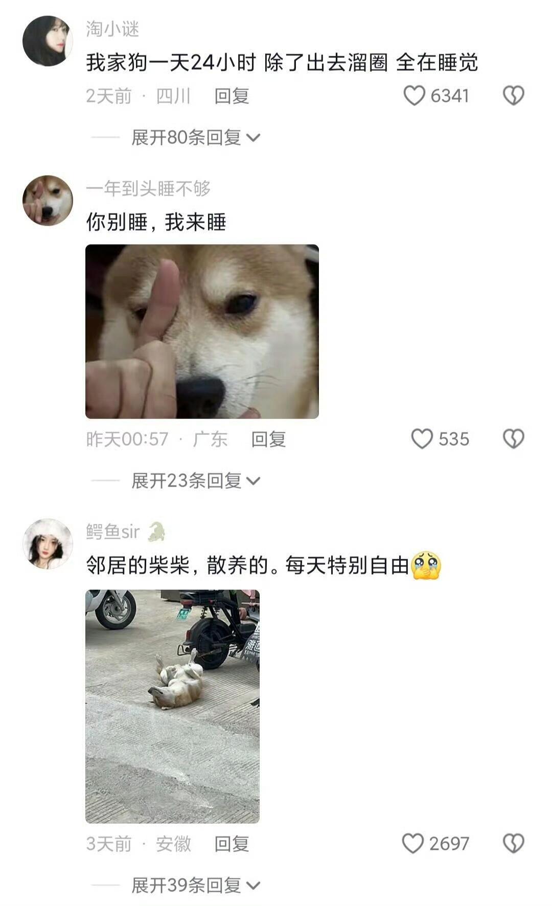 除了出去溜圈，全在睡觉