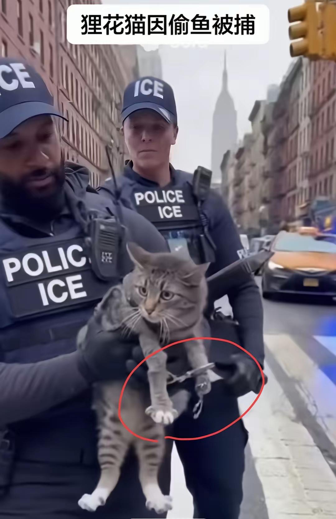 一只狸花猫能有多大的错，偷了鱼，被警察逮捕了，最过分的是，还给猫咪戴了手铐